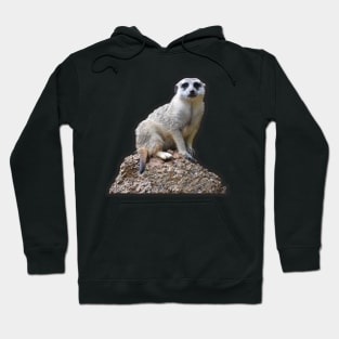 Meerkat Hoodie